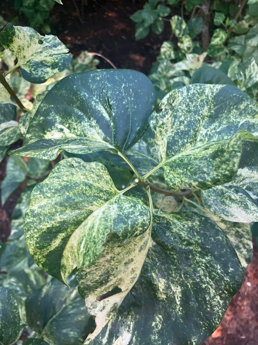 Syringa vulgaris 'Variegata' RARE