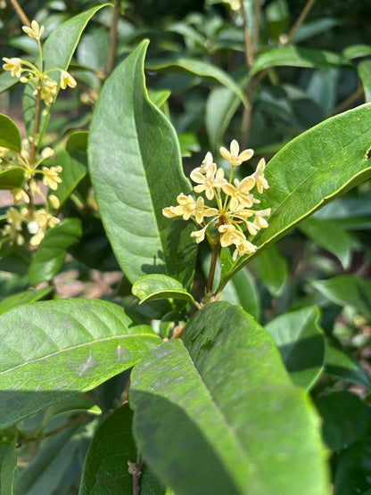 Osmanthus fragrans 'Rixiang Gui'