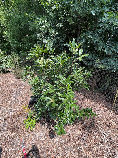 Osmanthus fragrans 'Rixiang Gui'