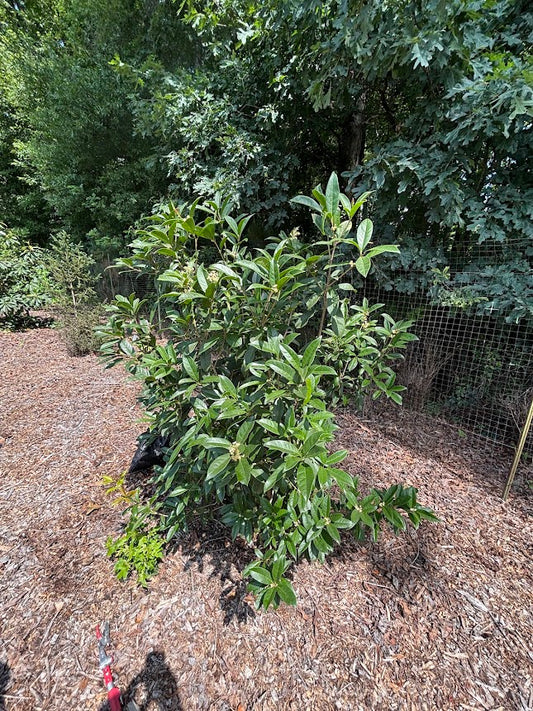 Osmanthus fragrans 'Rixiang Gui'