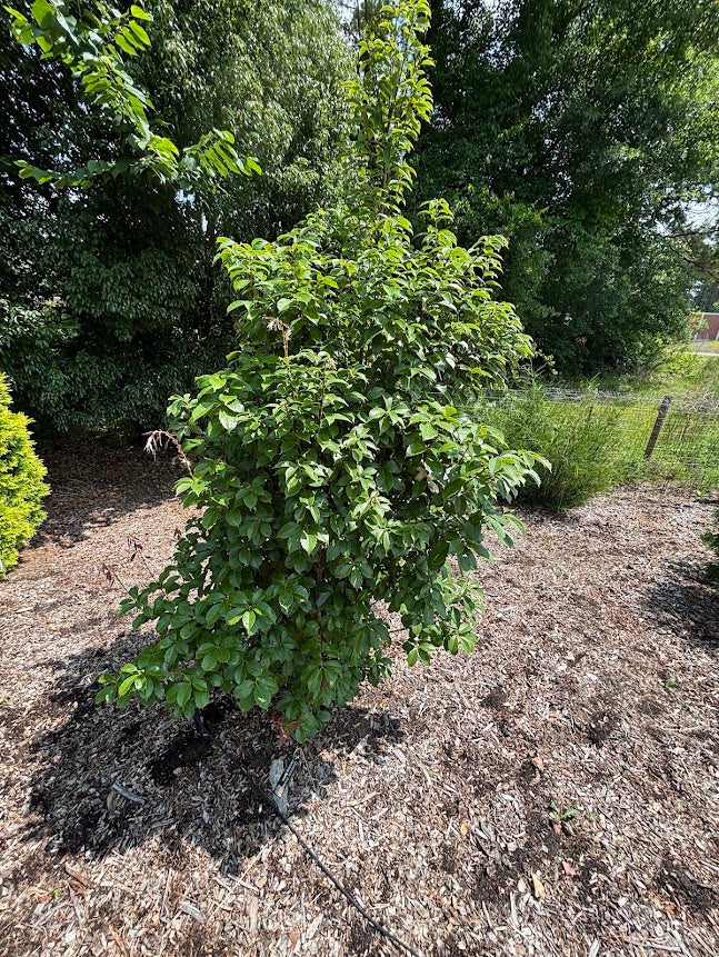 Quercus acuta 'Jacob's Form'