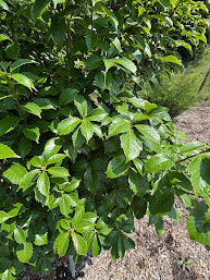 Quercus acuta 'Jacob's Form'