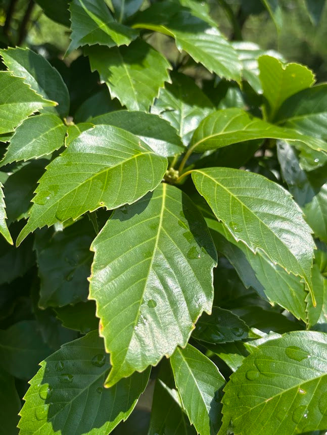 Quercus acuta 'Jacob's Form'