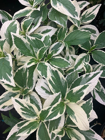 Hydrangea serrata 'Koijigahama' RARE