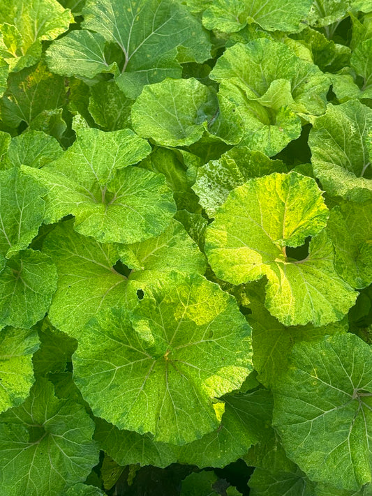 Petasites japonica 'Moonfire' EXCLUSIVE FIRST TIME WORLD RELEASE!!  RARE!!!