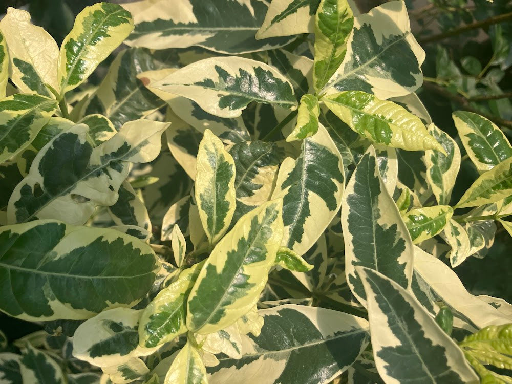 Gardenia jasminoides "White Fukurin Variegated"