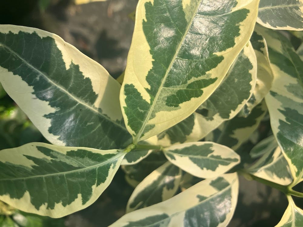 Gardenia jasminoides "White Fukurin Variegated"