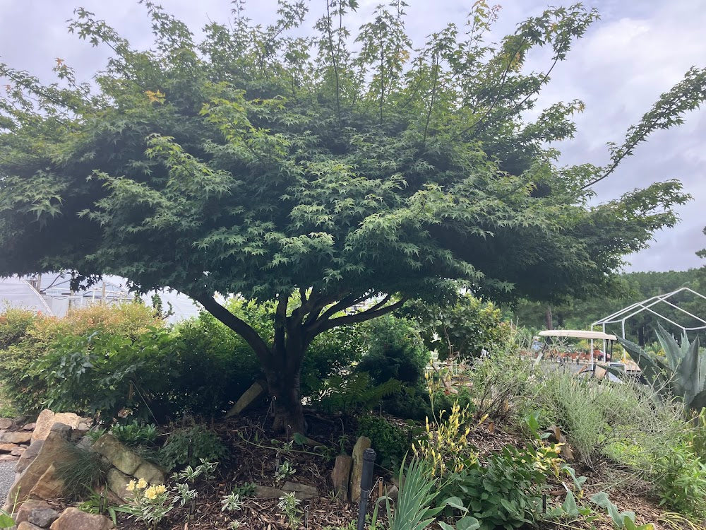 Acer palmatum 'Kashima'