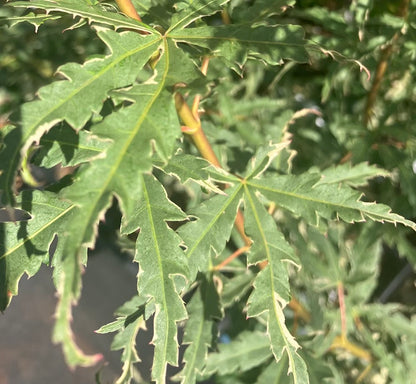 Acer palmatum 'Mama Fu'