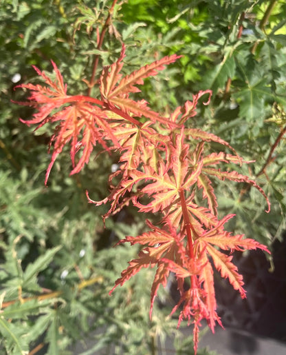 Acer palmatum 'Mama Fu'