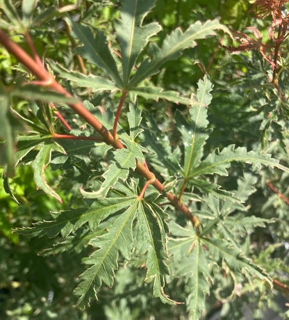 Acer palmatum 'Mama Fu'
