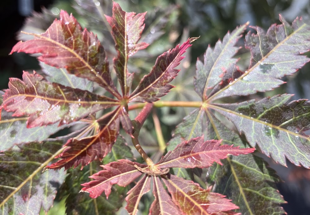 Acer palmatum 'Amazing Fantasy'