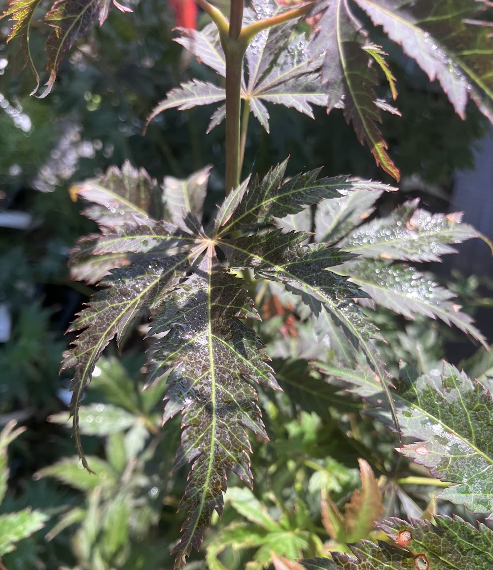 Acer palmatum 'Amazing Fantasy'