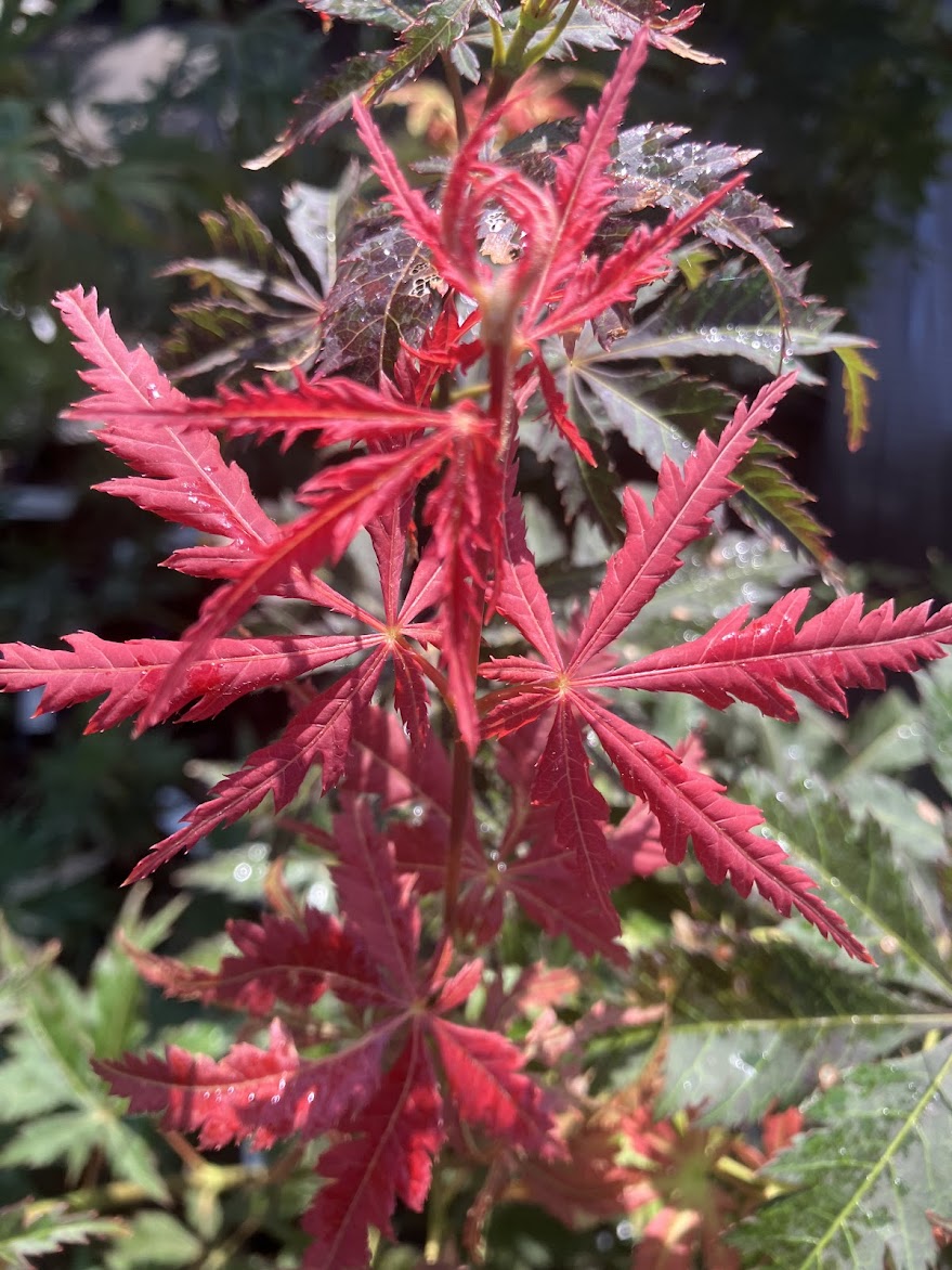 Acer palmatum 'Amazing Fantasy'