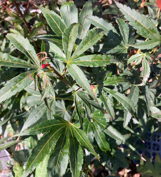 Acer palmatum 'Alpine Sunrise'