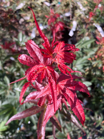 Acer palmatum 'Alpine Sunrise'