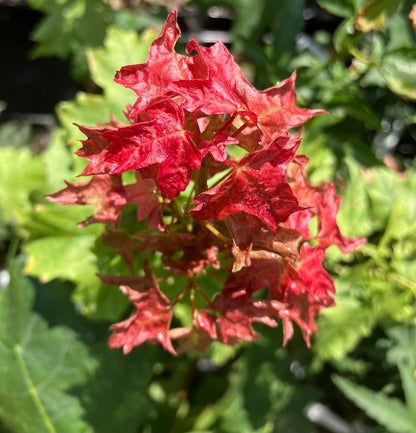 Acer leucoderme 'Confederate Ghost'