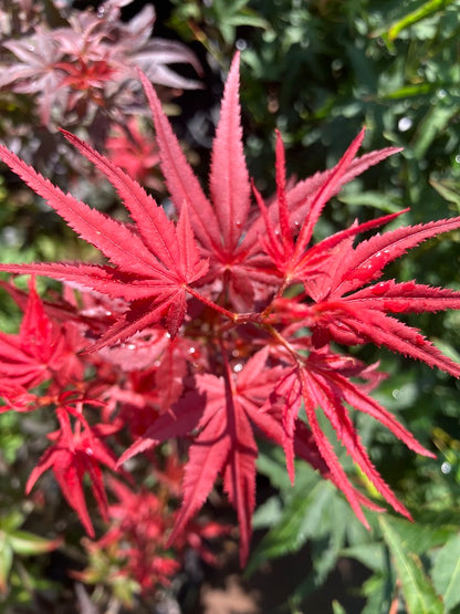 Acer palmatum 'Dark Star'