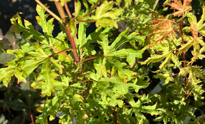 Acer palmatum 'Anne Irene'