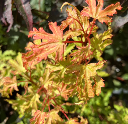 Acer palmatum 'Anne Irene'