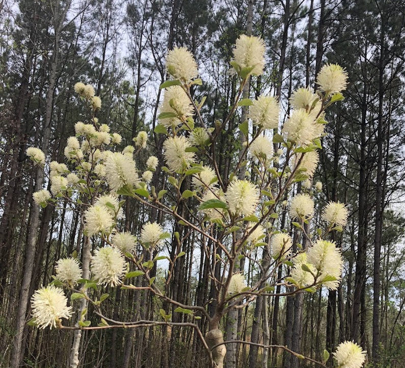 Fothergilla x intermedia 'Blue Shadow'