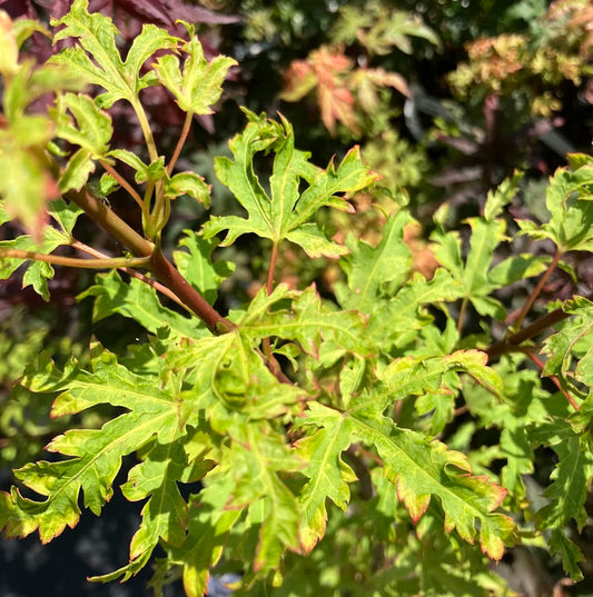 Acer palmatum 'Anne Irene'