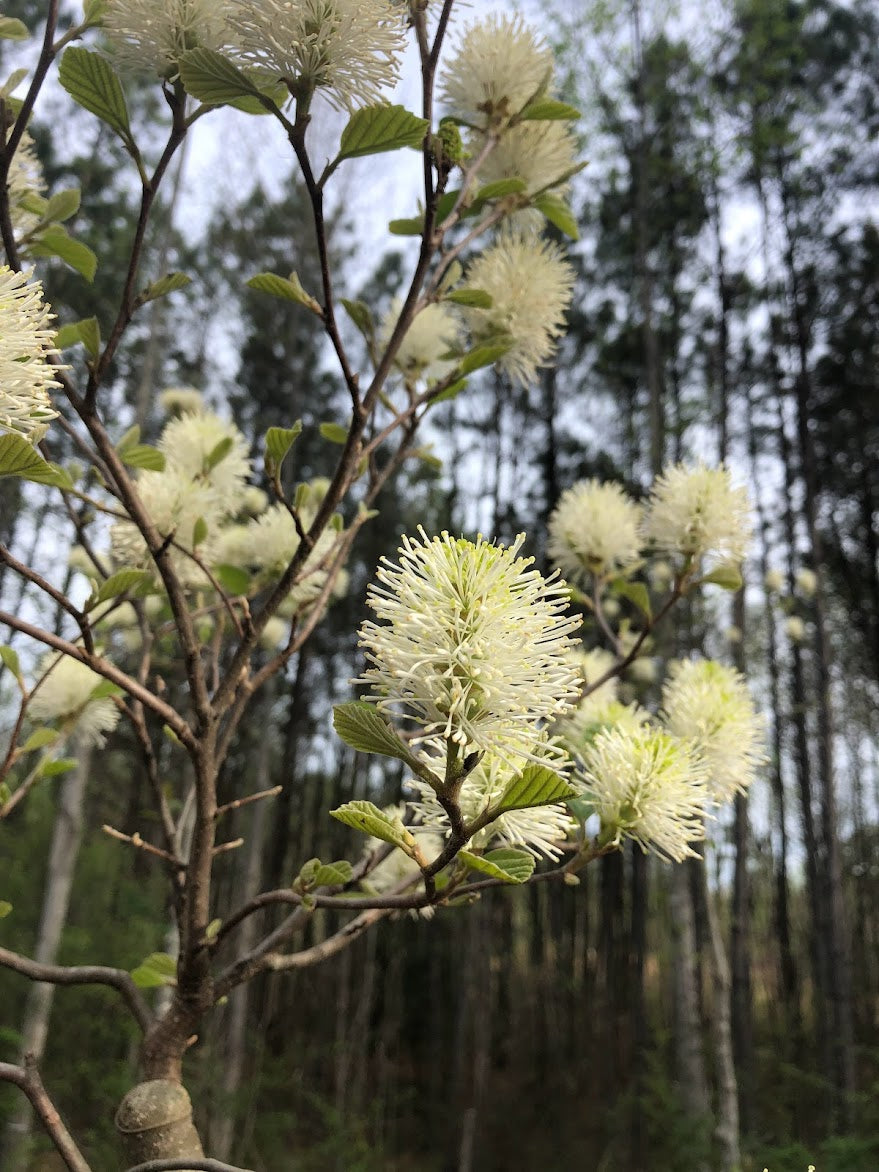 Fothergilla x intermedia 'Blue Shadow'