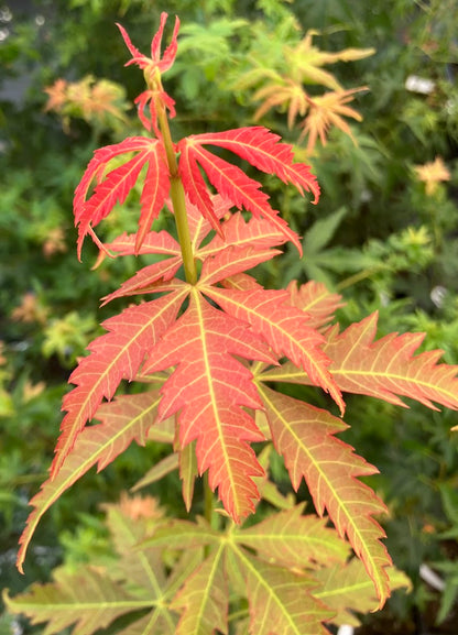 Acer elegantulum x palmatum 'Johnnie's Giant'