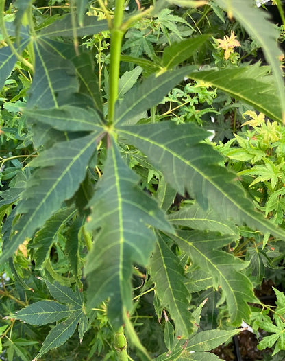 Acer elegantulum x palmatum 'Johnnie's Giant'