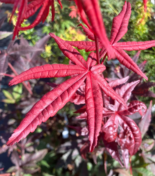Acer palmatum 'Jet Black'