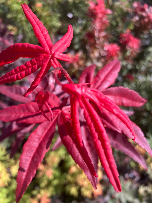 Acer palmatum 'Jet Black'