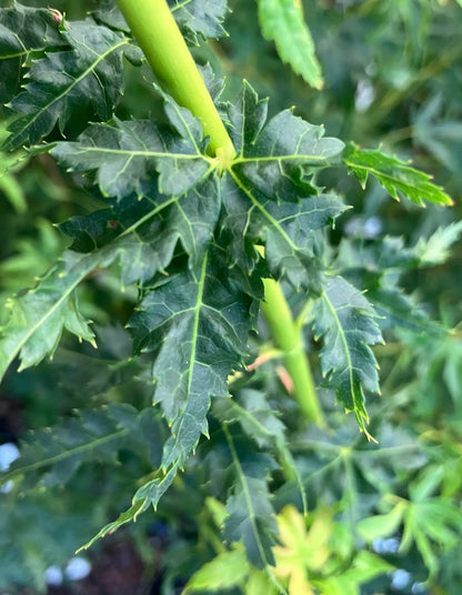 Acer palmatum 'Krazy Krinkle'