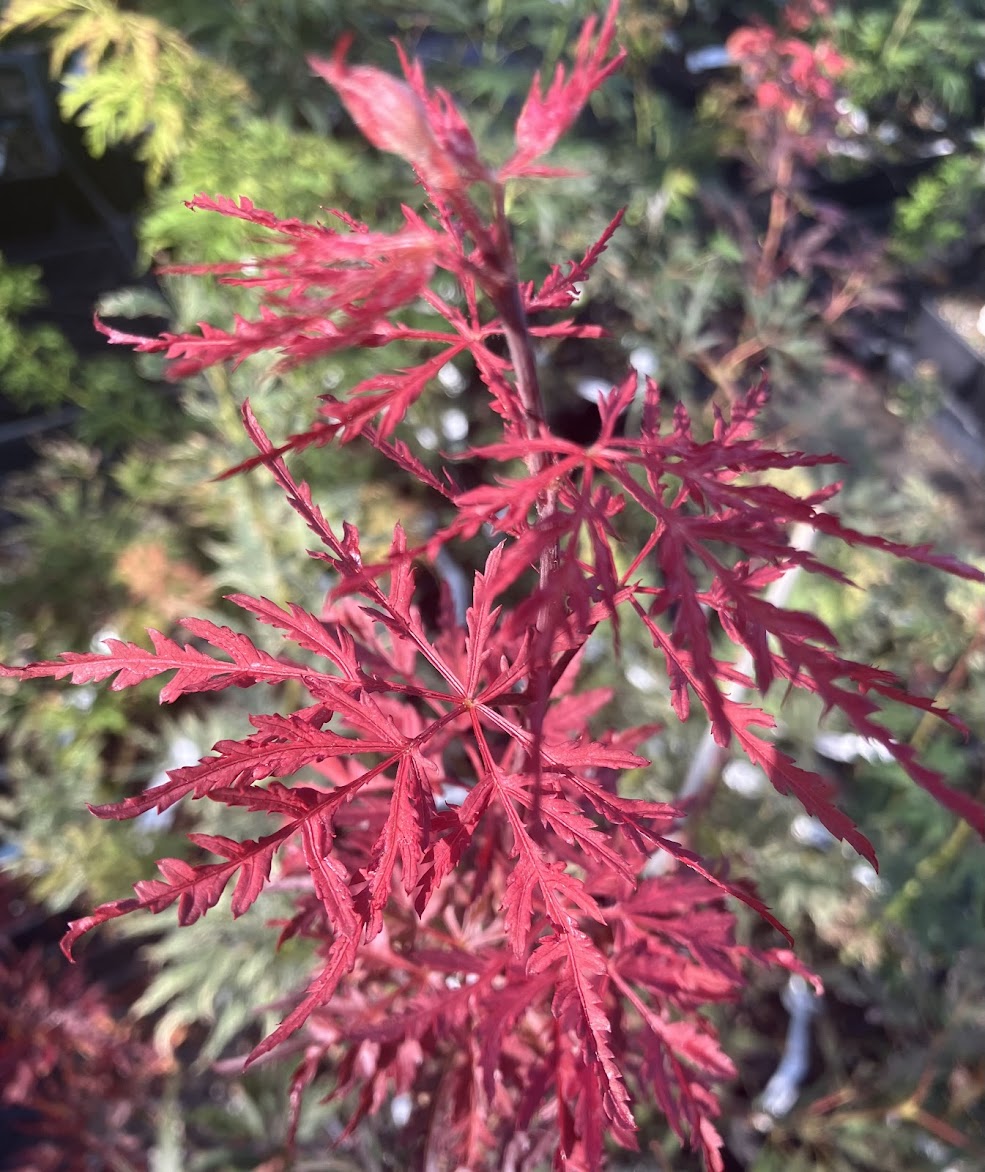 Acer palmatum 'Garnet Tower'