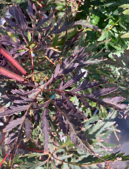 Acer palmatum 'Garnet Tower'
