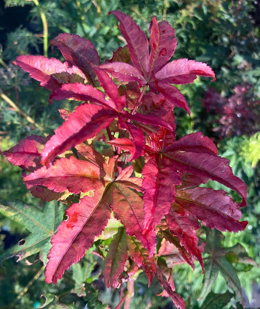 Acer palmatum 'Jubilee'
