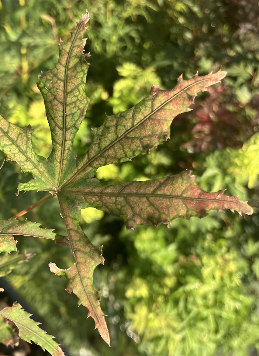 Acer palmatum 'Jubilee'