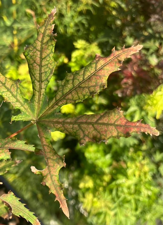 Acer palmatum 'Jubilee'