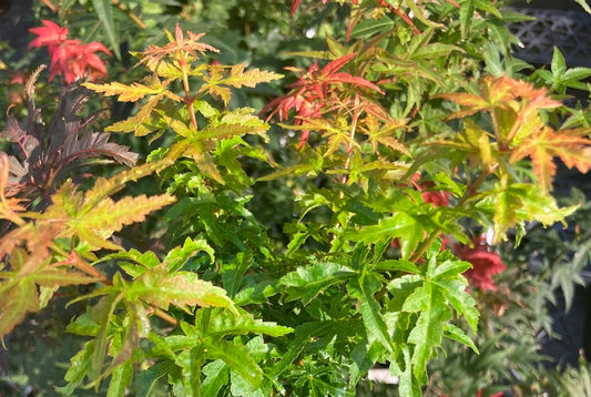 Acer palmatum 'Goshiki Kotohime'