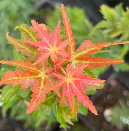 Acer palmatum 'Goshiki Kotohime'