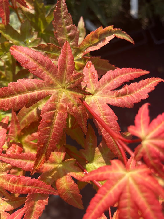 Acer palmatum 'Ikandi'