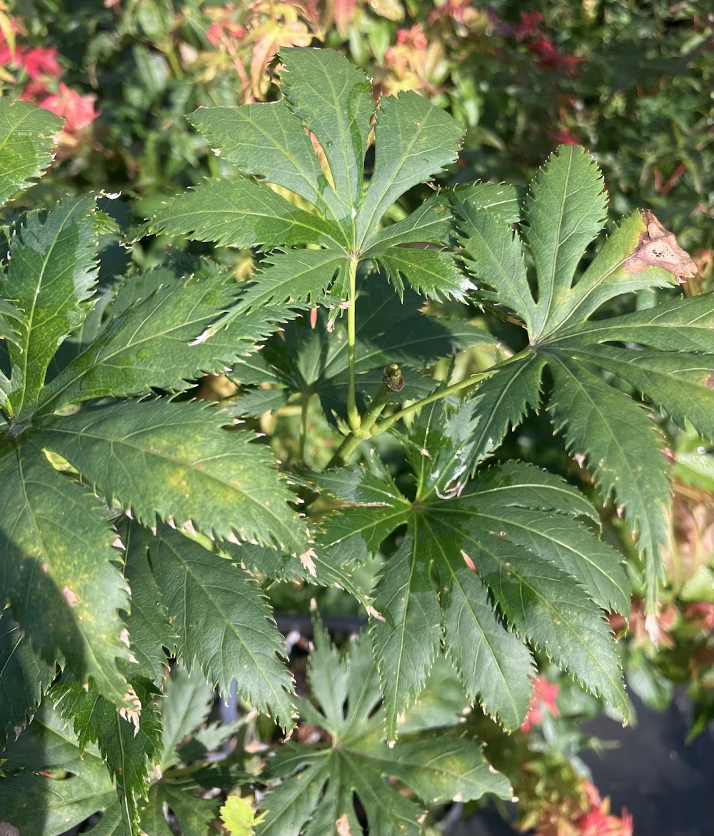 Acer palmatum 'Koyuki'