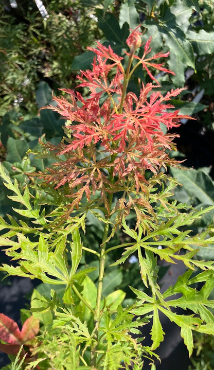 Acer palmatum 'Otto's Dissectum'
