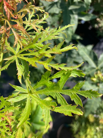 Acer palmatum 'Otto's Dissectum'
