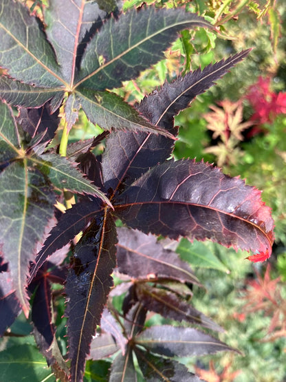 Acer palmatum 'Ogon Sarasa'