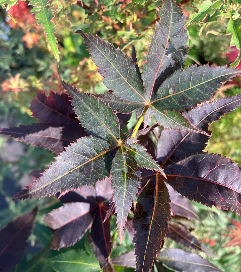 Acer palmatum 'Ogon Sarasa'