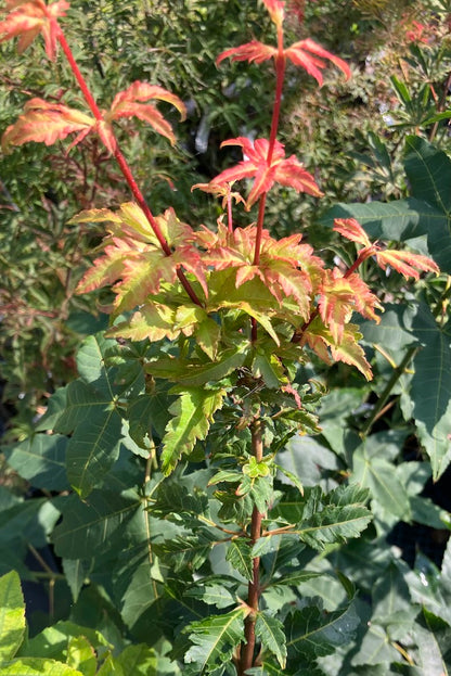 Acer palmatum 'Momenshide'