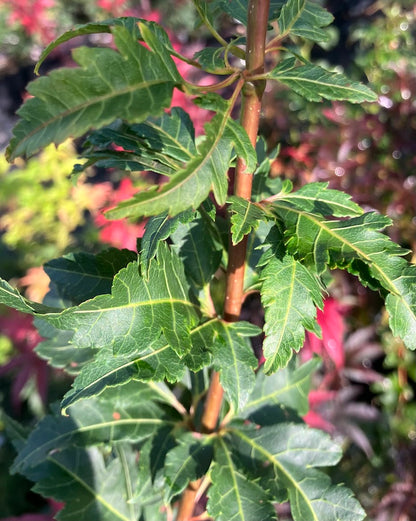 Acer palmatum 'Momenshide'