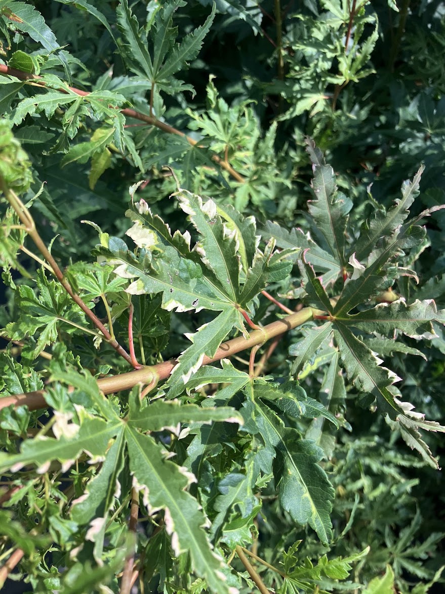 Acer palmatum 'Milky Way'