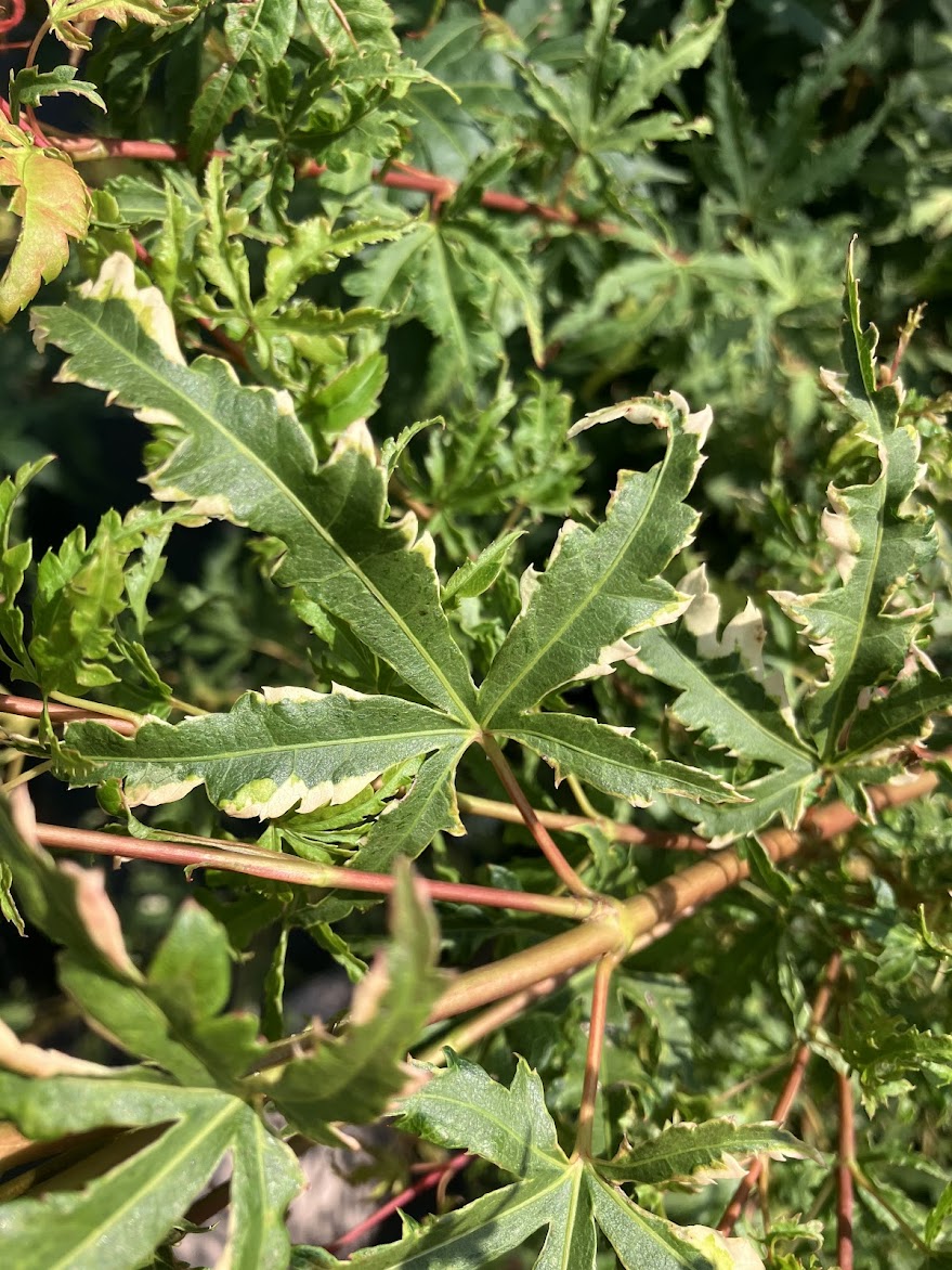 Acer palmatum 'Milky Way'