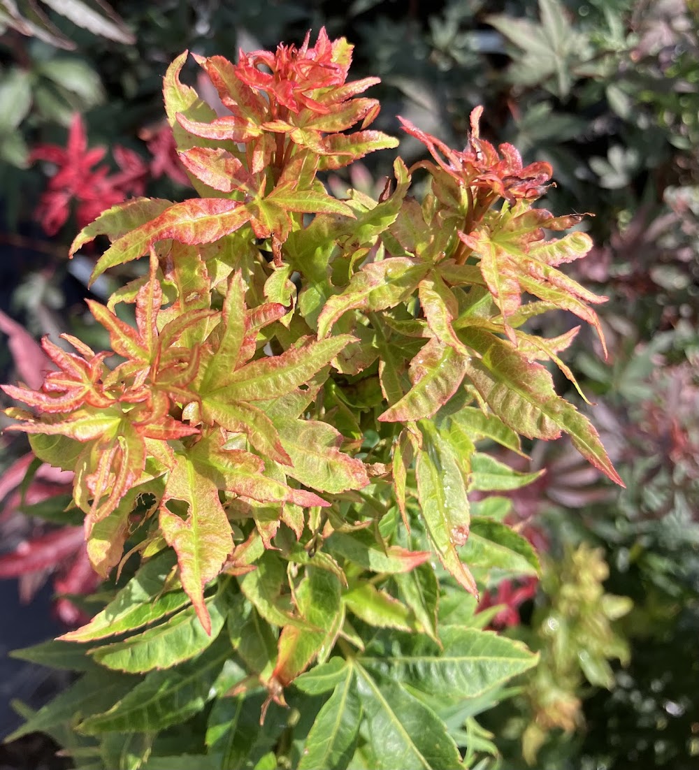 Acer palmatum 'Mystic Mikawa'
